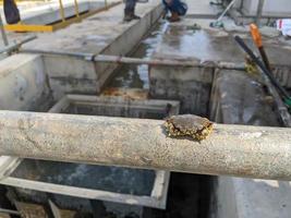 Little crab got trap on trash bucket when cleaning seawater pump. The photo is suitable to use for animal conservation poster, nature content media and industry background.