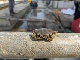 Little crab got trap on trash bucket when cleaning seawater pump. The photo is suitable to use for animal conservation poster, nature content media and industry background.