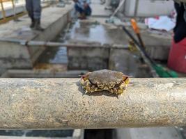 Little crab got trap on trash bucket when cleaning seawater pump. The photo is suitable to use for animal conservation poster, nature content media and industry background.