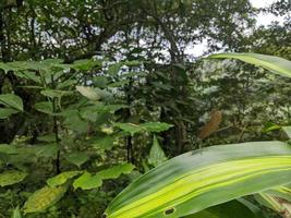 cerca arriba foto de continuar mosca terminado el verde salir en el tropical bosque. el foto es adecuado a utilizar para naturaleza póster, salvaje vida antecedentes y animal contenido medios de comunicación.