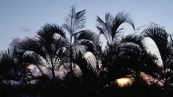 silhouette of palm trees gently blowing in the wind at sunset video