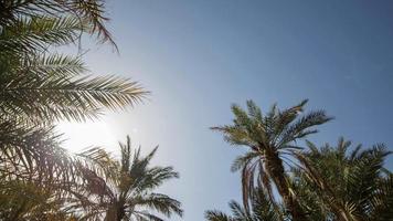 silueta de palma arboles suavemente soplo en el viento a puesta de sol video