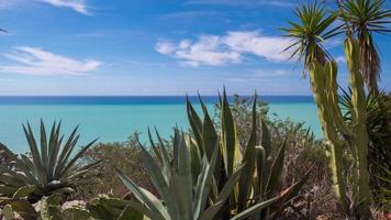 lapso de tiempo en Sicilia de cactus y salvaje arbustos con el Mediterráneo mar en el antecedentes video