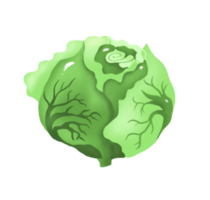 Cabbage. Vegetable. Digital illustration png