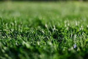 View of young green grass in the park, taken close-up with a beautiful blurring of the background photo