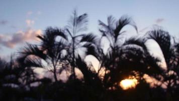 silhouette de paume des arbres doucement soufflant dans le vent à le coucher du soleil video