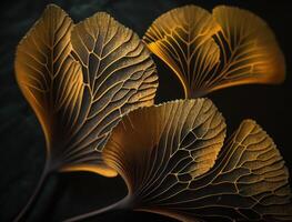 Ginkgo biloba golden leaves Dark background created with technology photo