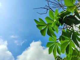 Jacaratia spinosa leaves, bright blue sky with some clouds as the background photo