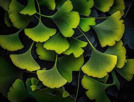 Ginkgo biloba green leaves background created with technology photo