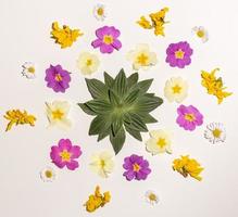 Creative Composition with fresh colorful Spring flowers  on white Background. Minimal aesthetic concept. Top view. photo