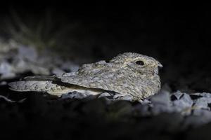 de Sykes Nightjar o caprimulgus mahrattensis observado en mayor corrió de kutch foto