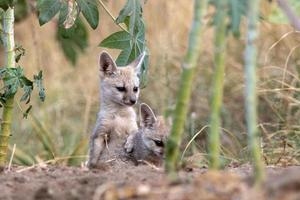 cachorros de Bengala zorro o vulpes bengalí observado cerca nalsarovar en gujarat foto