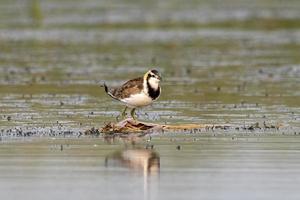 Pheasant-tailed jacana or Hydrophasianus chirurgus observed at Nalsarovar, India photo