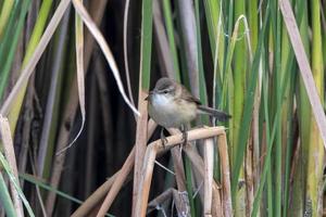 Paddyfield warbler or Acrocephalus agricola observed at Nalsarovar in Gujarat photo