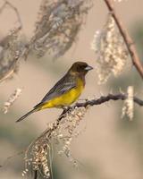 pelirrojo verderón o emberiza bruniceps observado cerca nalsarovar en gujarat foto