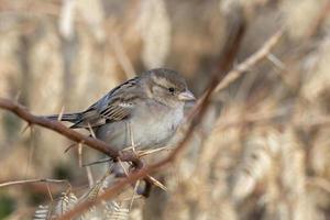 House sparrow or Passer domesticus observed near Nalsarovar in Gujarat, India photo