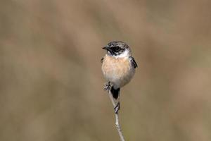 siberiano culiblanco o saxicola mauro observado en mayor corrió de kutch en India foto