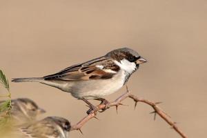 House sparrow or Passer domesticus observed near Nalsarovar in Gujarat, India photo