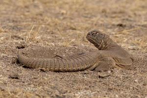 saara hardwicki o el indio cola espinosa lagarto, observado cerca nalsarovar foto