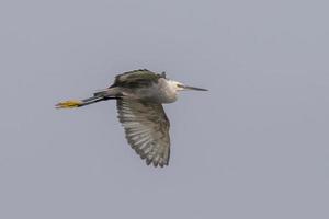 occidental arrecife garza o egretta gularisobservado cerca nalsarovar en gujarat, India foto