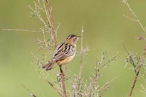 Zitting cisticola or Cisticola juncidis observed in Greater Rann of Kutch, India photo