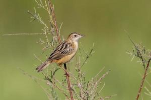 Zitting cisticola or Cisticola juncidis observed in Greater Rann of Kutch, India photo