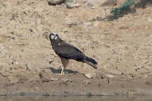 Western marsh harrier or Circus aeruginosus observed in Greater Rann of Kutch photo