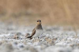 Collared pratincole or Glareola pratincola observed near Nalsarovar in India photo