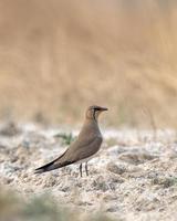 Collared pratincole or Glareola pratincola observed near Nalsarovar in India photo