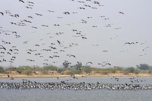 Demoiselle crane or Grus virgo observed near Nalsarovar in Gujarat, India photo