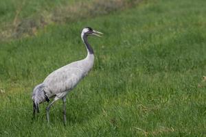 Common crane or Grus grus also known as the Eurasian crane, seen near Nalsarovar photo