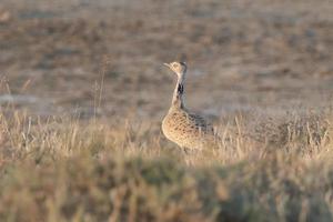 MacQueen's bustard a winter migrant to Greater Rann of Kutch in Gujarat, India. photo