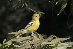 Marshall's iora or Aegithina nigrolutea observed in Greater Rann of Kutch, India photo