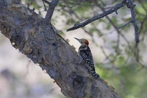 de corona amarilla pájaro carpintero o leiopicus mahrattensis observado en corrió de kutch foto