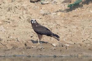 Western marsh harrier or Circus aeruginosus observed in Greater Rann of Kutch photo