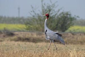 sarus grua o Antígona Antígona observado cerca nalsarovar en gujarat, India foto