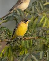 masculino cabeza negra verderón o emberiza melanocéfala observado cerca nalsarovar foto