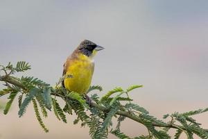 masculino cabeza negra verderón o emberiza melanocéfala observado cerca nalsarovar foto