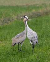 Common crane or Grus grus also known as the Eurasian crane, seen near Nalsarovar photo