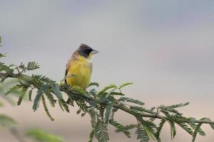 masculino cabeza negra verderón o emberiza melanocéfala observado cerca nalsarovar foto