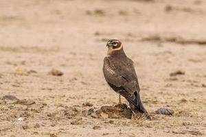 Female Pallid harrier or Circus macrourus observed near Nalsarovar in Gujarat photo