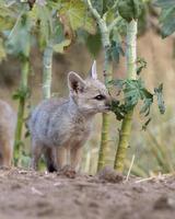Pups of Bengal fox or Vulpes bengalensis observed near Nalsarovar in Gujarat photo
