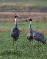 sarus grua o Antígona Antígona observado cerca nalsarovar en gujarat, India foto