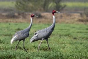 Sarus crane or Antigone antigone observed near Nalsarovar in Gujarat, India photo