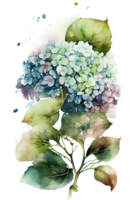 Hydrangea flowers, branches and leaves, watercolor painting. png