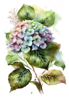 Hydrangea flowers, branches and leaves, watercolor painting. png