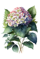 Hydrangea flowers, branches and leaves, watercolor painting. png