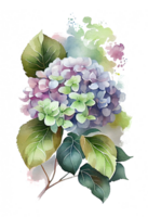 Hydrangea flowers, branches and leaves, watercolor painting. png