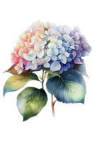 hortensia flores, ramas y hojas, acuarela cuadro. generativo ai png