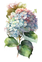 Hydrangea flowers, branches and leaves, watercolor painting. png